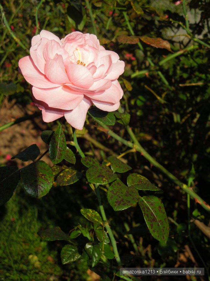 Георгины , пальмы , розы ИЛИ " мои заготовки хорошего настроения на зиму " | Бэйбики Георгины , пальмы , розы ИЛИ " мои заготовки хорошего настроения на зиму "