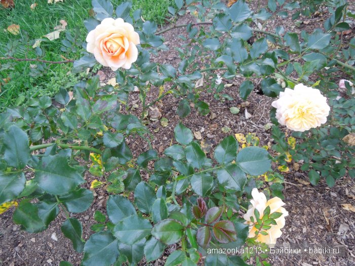 Георгины , пальмы , розы ИЛИ " мои заготовки хорошего настроения на зиму " | Бэйбики Георгины , пальмы , розы ИЛИ " мои заготовки хорошего настроения на зиму "