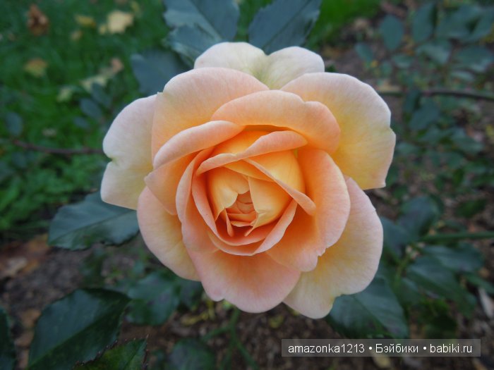 Георгины , пальмы , розы ИЛИ " мои заготовки хорошего настроения на зиму " | Бэйбики Георгины , пальмы , розы ИЛИ " мои заготовки хорошего настроения на зиму "