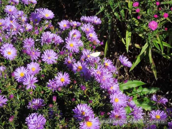 Георгины , пальмы , розы ИЛИ " мои заготовки хорошего настроения на зиму " | Бэйбики Георгины , пальмы , розы ИЛИ " мои заготовки хорошего настроения на зиму "