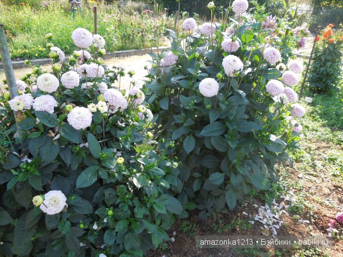 Георгины , пальмы , розы ИЛИ " мои заготовки хорошего настроения на зиму " | Бэйбики Георгины , пальмы , розы ИЛИ " мои заготовки хорошего настроения на зиму "