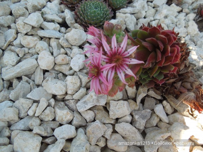 Георгины , пальмы , розы ИЛИ " мои заготовки хорошего настроения на зиму " | Бэйбики Георгины , пальмы , розы ИЛИ " мои заготовки хорошего настроения на зиму "