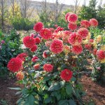 Георгины , пальмы , розы  ИЛИ  " мои заготовки  хорошего настроения на зиму "