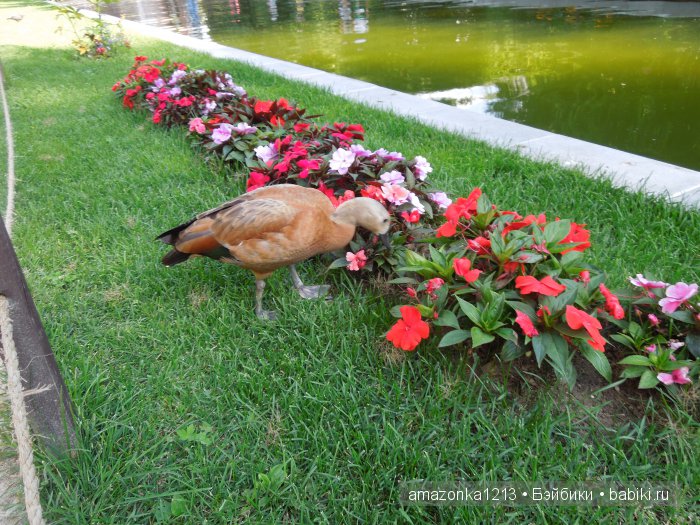 Воскресный день в раю ИЛИ снова - цветочки