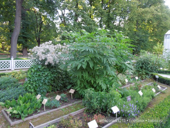 Часть 3 .Воскресный день в раю ИЛИ снова - цветочки