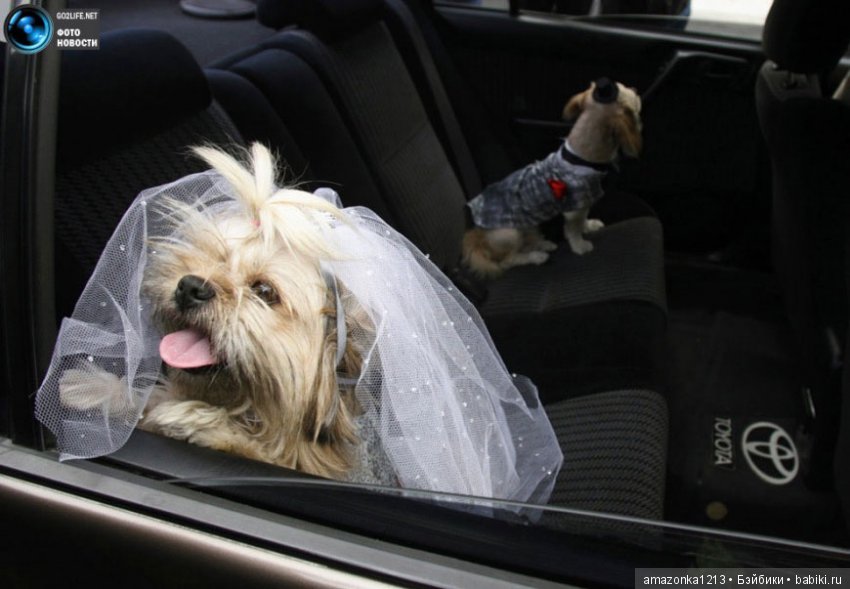 Давайте улыбнёмся .:) — Болталка и разговоры обо всем: жизнь (фото 4)