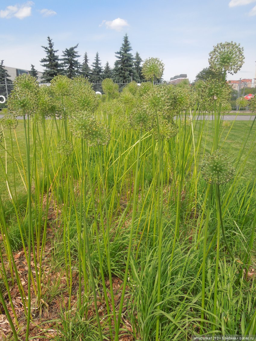 Мои прогулки по Москве . Парк Музеон . Часть 1 (фото 3)