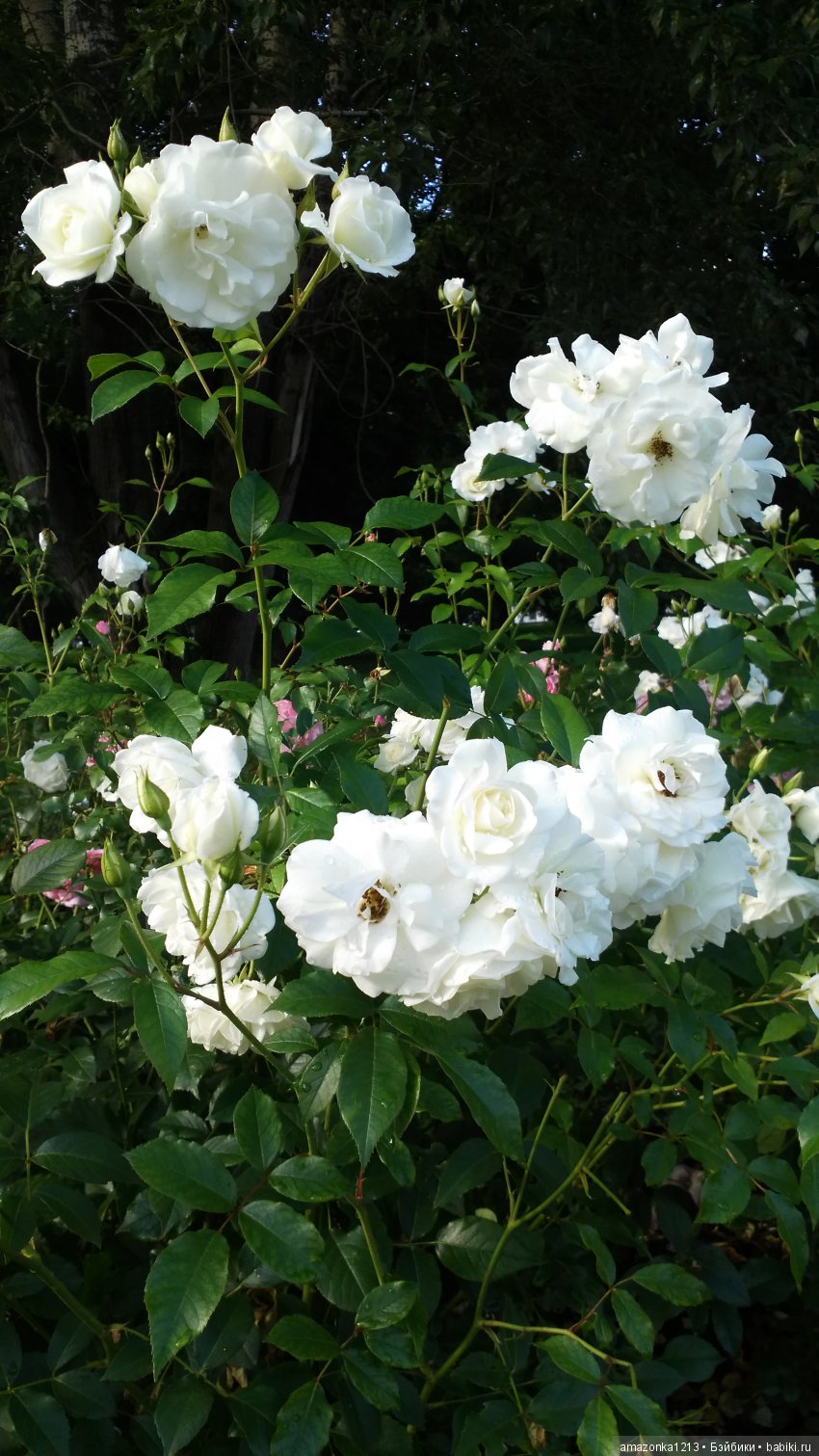 Прогулки по Москве . Усадьба Измайлово