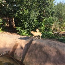 Куклы тоже уходят на пенсию ИЛИ " нет повести печальнее на свете "