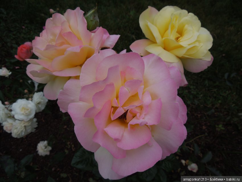 Поездка в Сергиев Посад. Гефсиманский Черниговский Скит