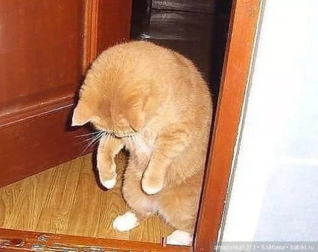 Кот извиняется картинки