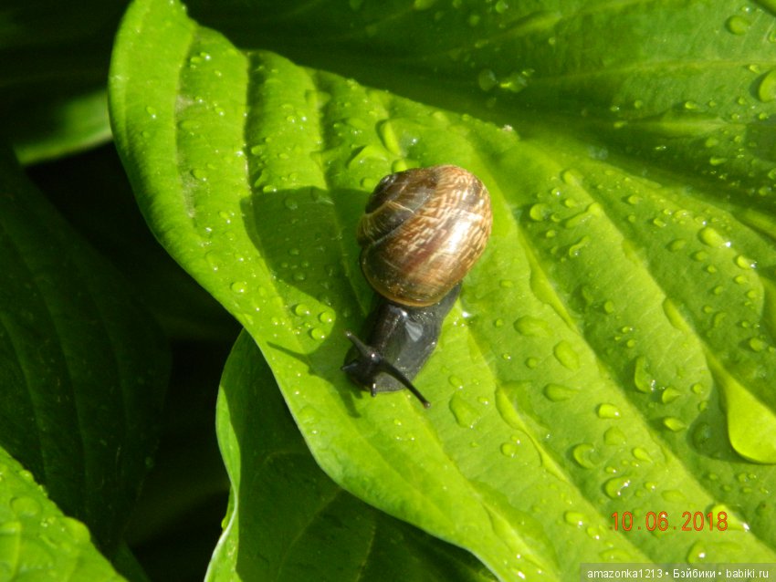 Лилиан и Вирджиния , поездка в Мураново
