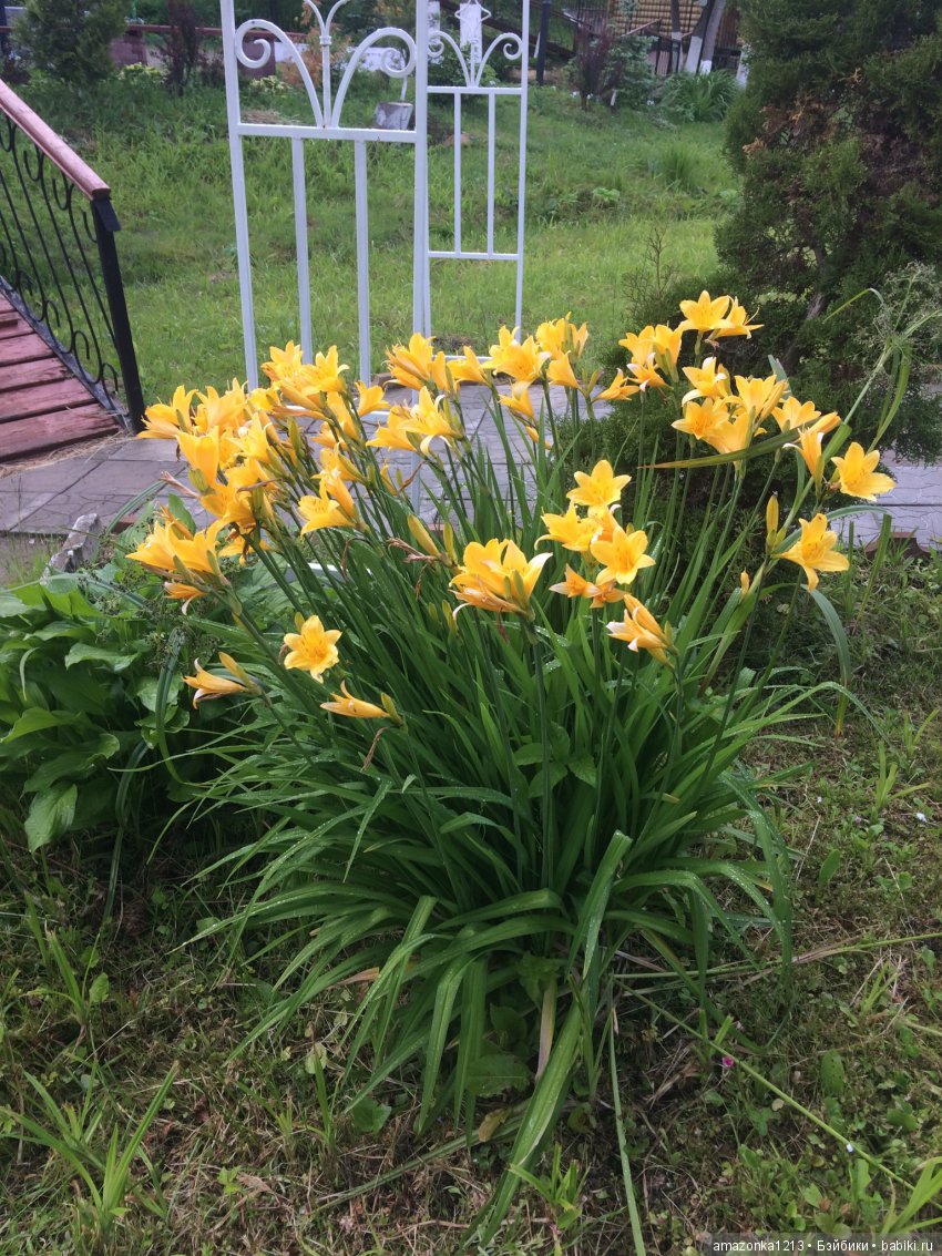 Лилиан и Вирджиния , поездка в Мураново