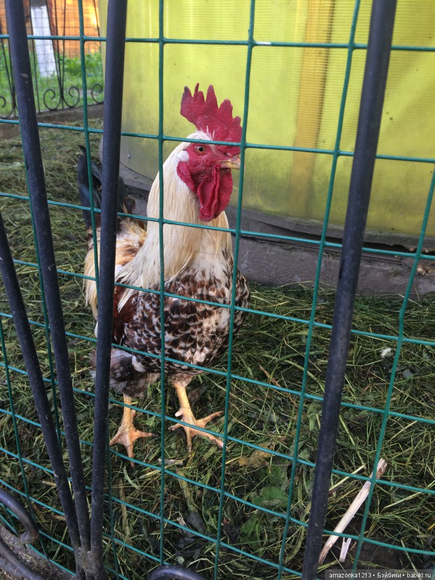 Лилиан и Вирджиния , поездка в Мураново