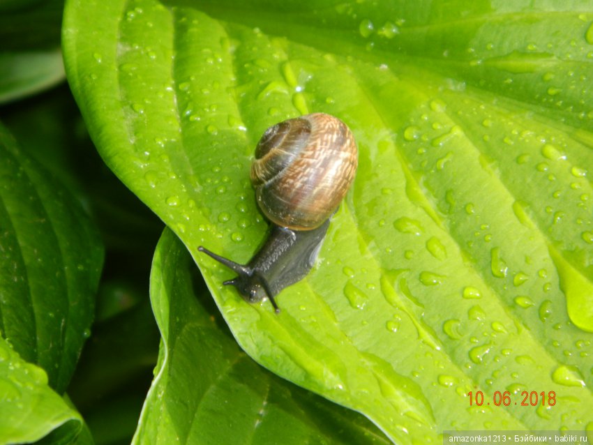 Лилиан и Вирджиния , поездка в Мураново