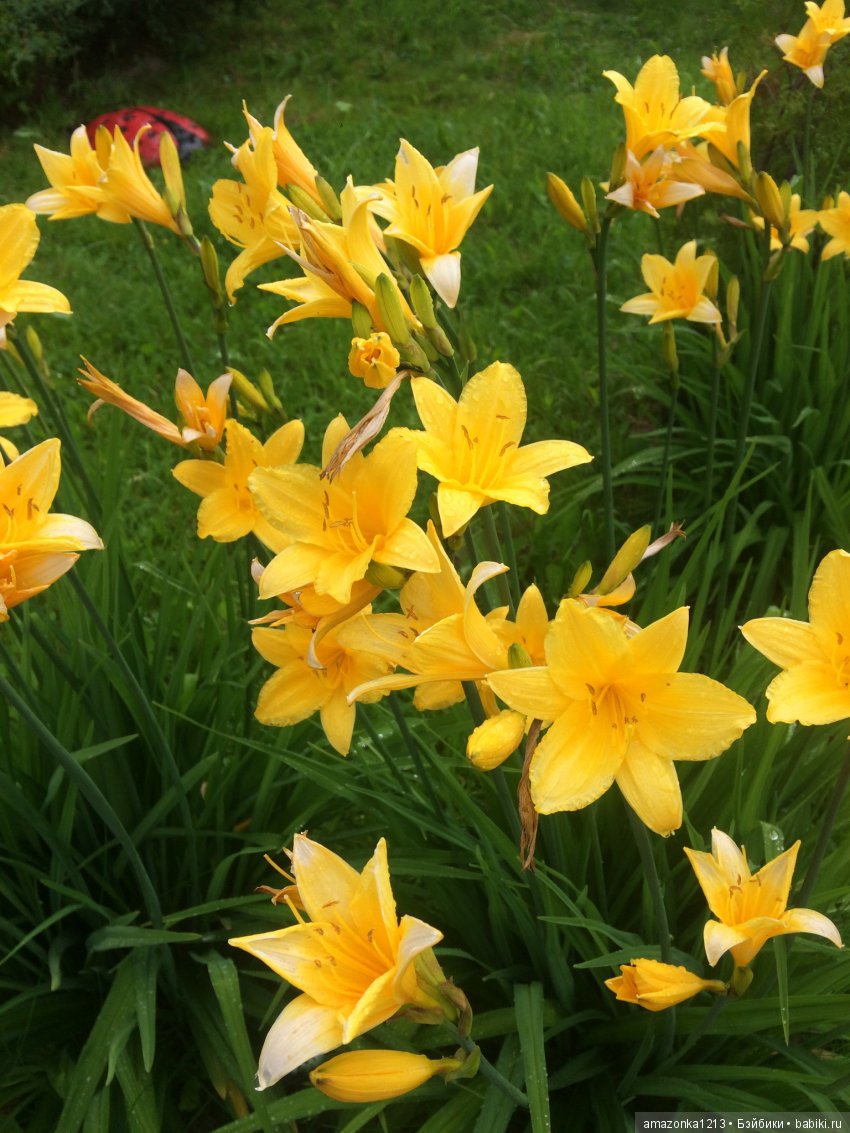 Лилиан и Вирджиния , поездка в Мураново
