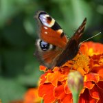 Охота на бабочек!