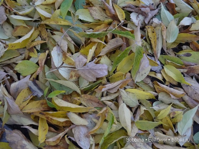 Золотая осень | Бэйбики Золотая осень — Одежда и обувь для кукол своими руками: фото