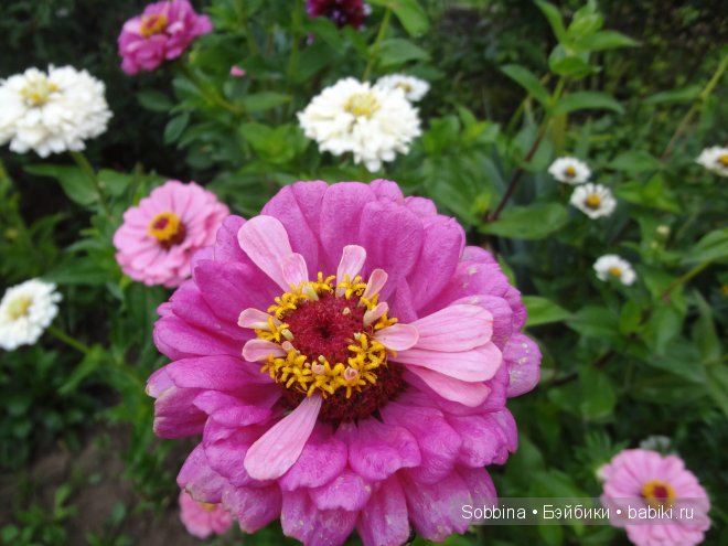 Лаура-цветочек — Одежда и обувь для кукол своими руками: фото