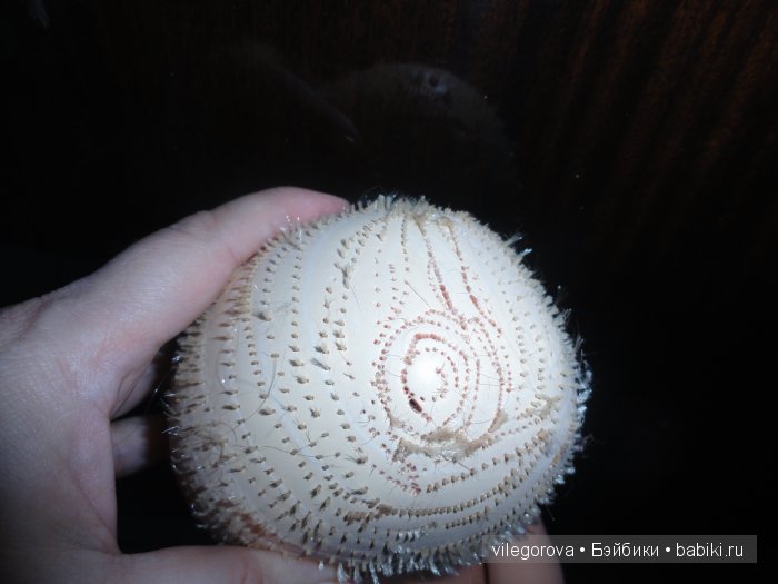 Беби фейс, Синтия в прошлом... теперь другая