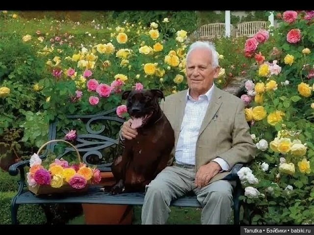 100 лет Дэвиду Остину. Розы и куклы