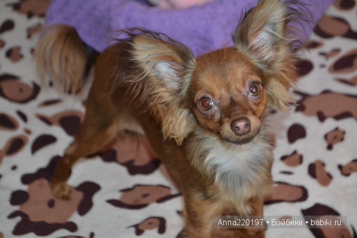 Счастливы вместе — Куклы Monika Levenig и Monika Peter