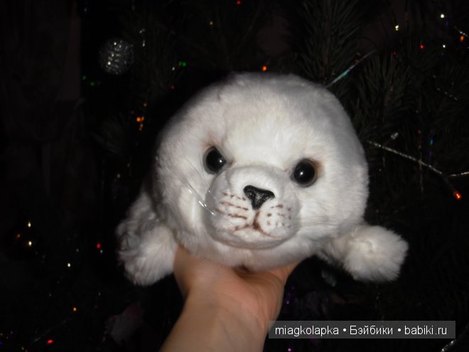 Котёнок Мэсси, тюленёнок Зёзя и собачка Варя (фото 5)