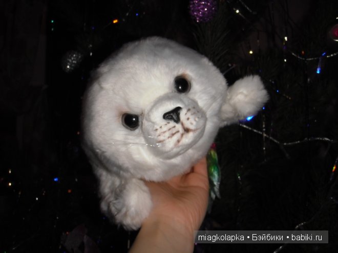 Котёнок Мэсси, тюленёнок Зёзя и собачка Варя (фото 4)