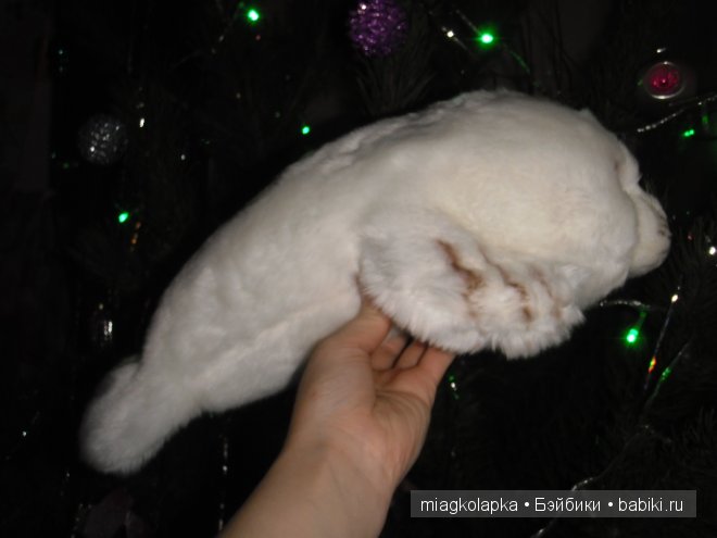 Котёнок Мэсси, тюленёнок Зёзя и собачка Варя (фото 6)