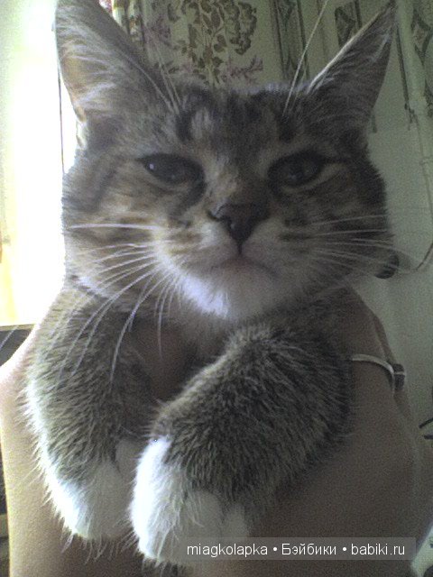 Весна....и мои Мяуки — Дневник miagkolapka