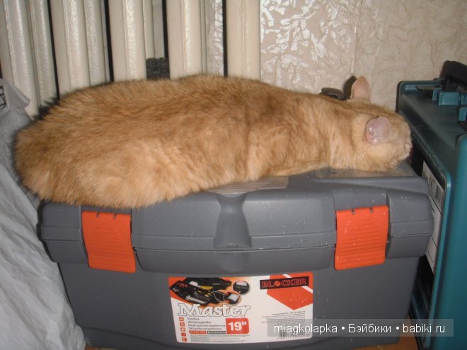 Весна....и мои Мяуки — Дневник miagkolapka