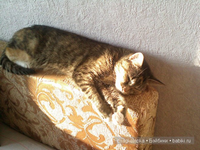 Весна....и мои Мяуки — Дневник miagkolapka