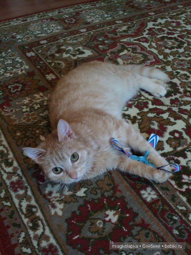 Весна....и мои Мяуки — Дневник miagkolapka