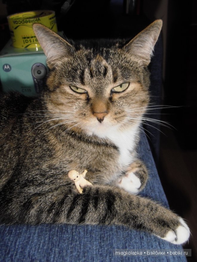 Весна....и мои Мяуки — Дневник miagkolapka