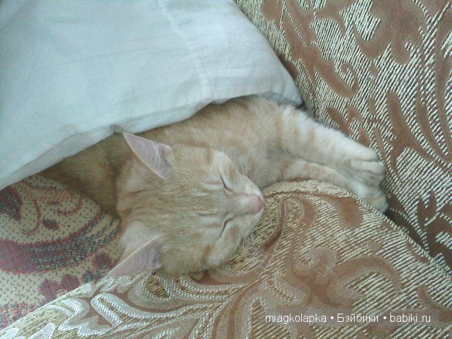 Весна....и мои Мяуки — Дневник miagkolapka