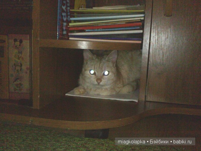 Весна....и мои Мяуки — Дневник miagkolapka