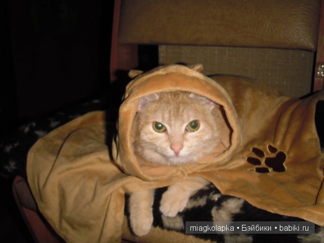 Весна....и мои Мяуки — Дневник miagkolapka