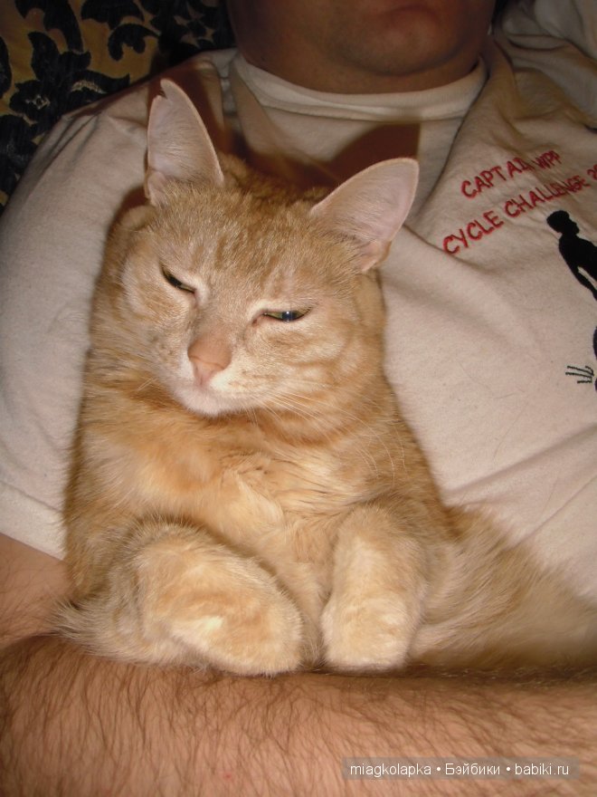 Весна....и мои Мяуки — Дневник miagkolapka