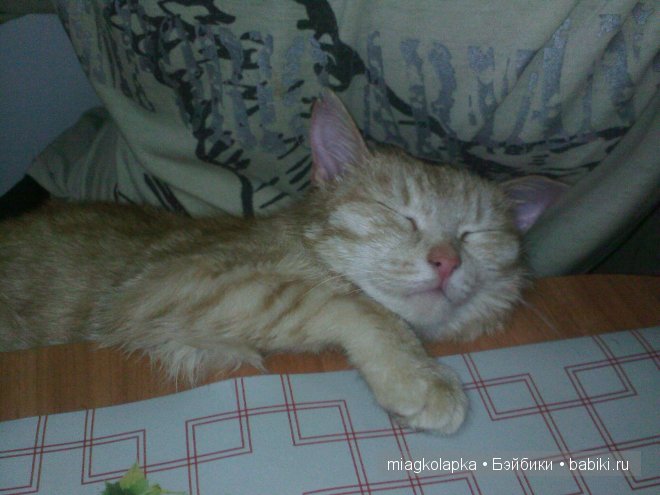 Весна....и мои Мяуки — Дневник miagkolapka