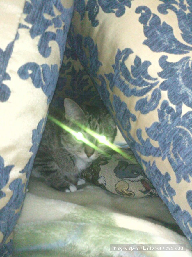 Весна....и мои Мяуки — Дневник miagkolapka (фото 5)