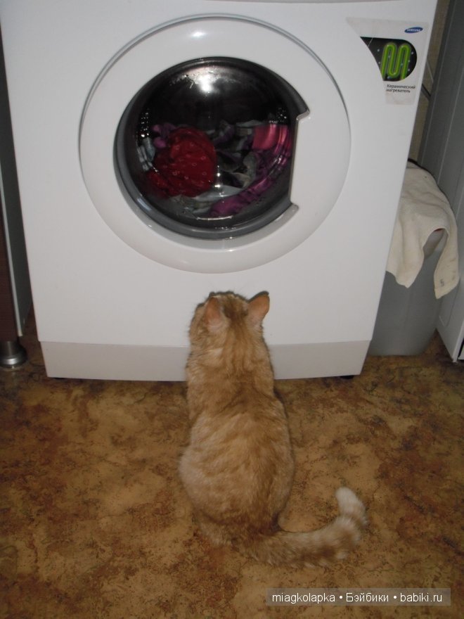 Весна....и мои Мяуки — Дневник miagkolapka