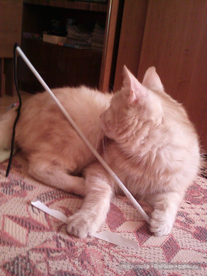 Весна....и мои Мяуки — Дневник miagkolapka