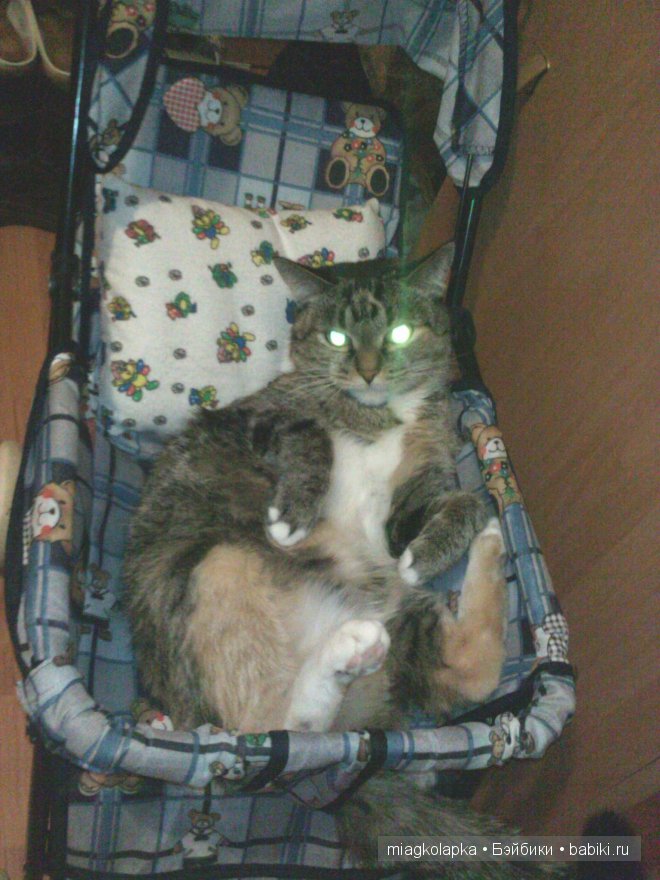 Весна....и мои Мяуки — Дневник miagkolapka