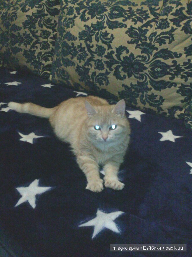 Весна....и мои Мяуки — Дневник miagkolapka