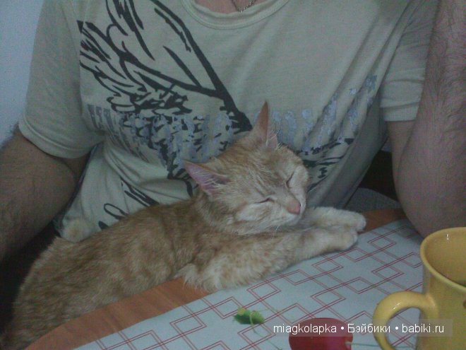 Весна....и мои Мяуки — Дневник miagkolapka