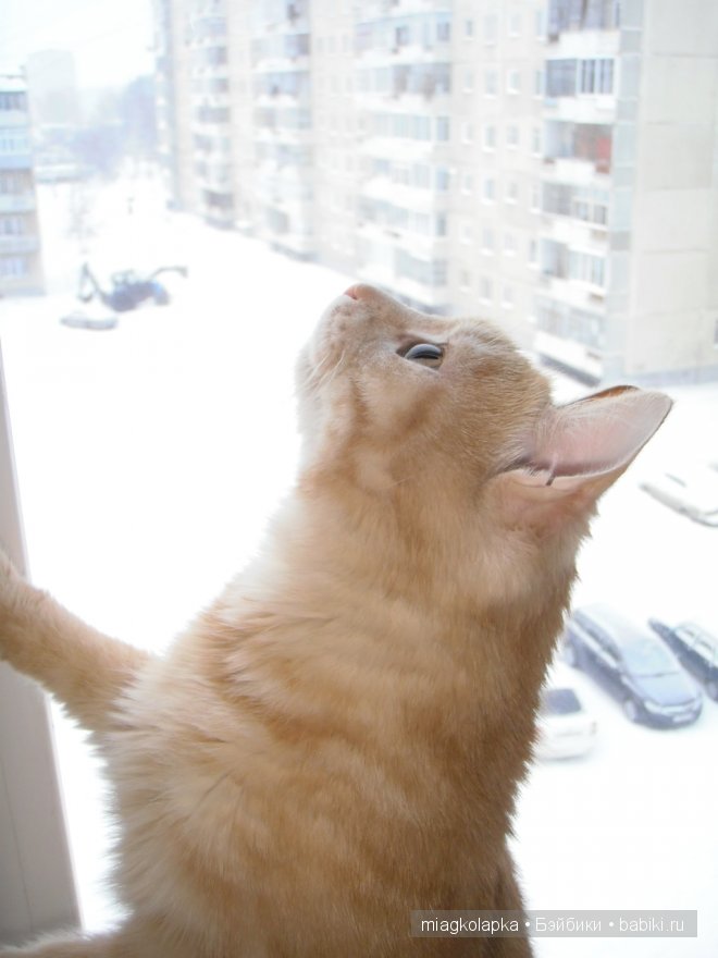 Весна....и мои Мяуки — Дневник miagkolapka