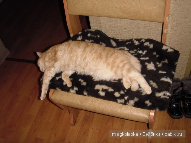 Весна....и мои Мяуки — Дневник miagkolapka