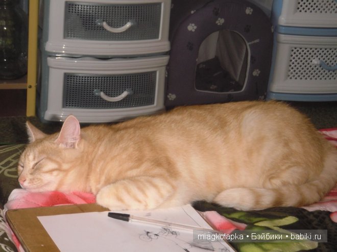 Весна....и мои Мяуки — Дневник miagkolapka