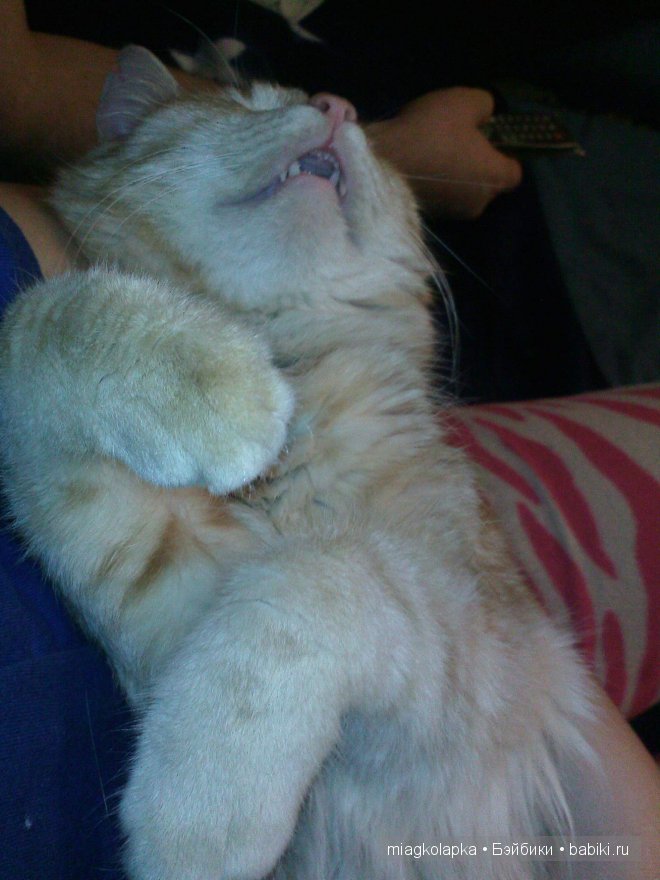 Весна....и мои Мяуки — Дневник miagkolapka