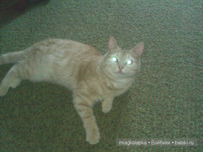 Весна....и мои Мяуки — Дневник miagkolapka